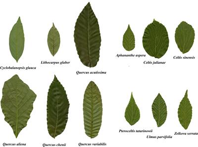 Diminishing returns: A comparison between fresh mass vs. area and dry mass vs. area in deciduous species